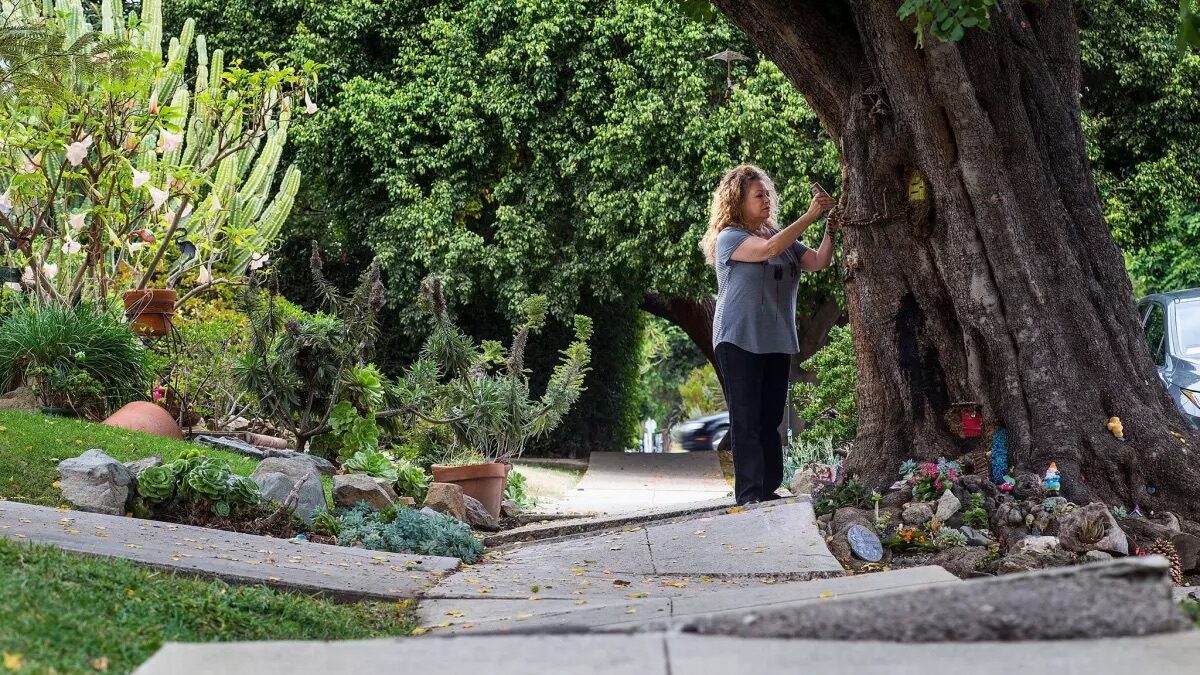 The magical tree and garden along the sidewalk